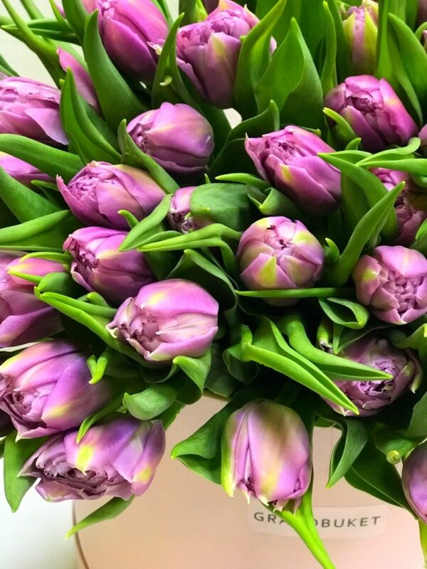 Тюльпаны в коробке 101 шт. цв. сиреневый