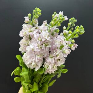 Пачка матиола махровая (5шт)