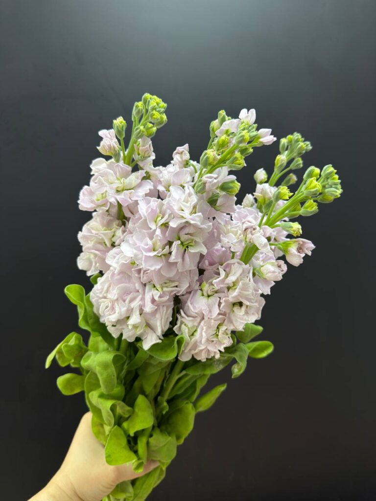 Пачка матиола махровая (5шт)